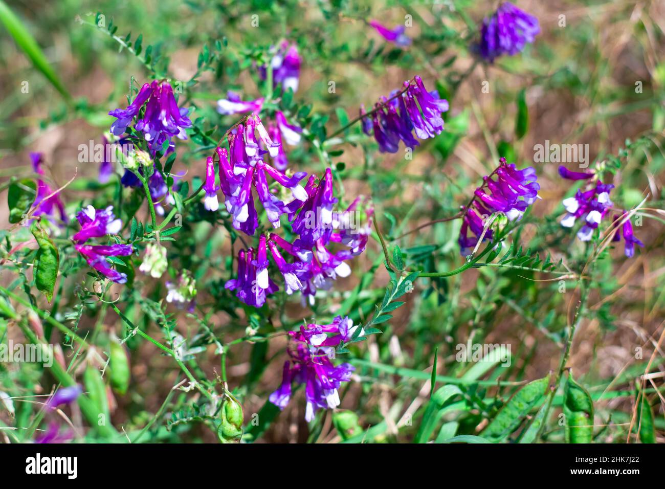 Fleurs violettes fleuries du champ plante médicinale souris pois. Banque D'Images