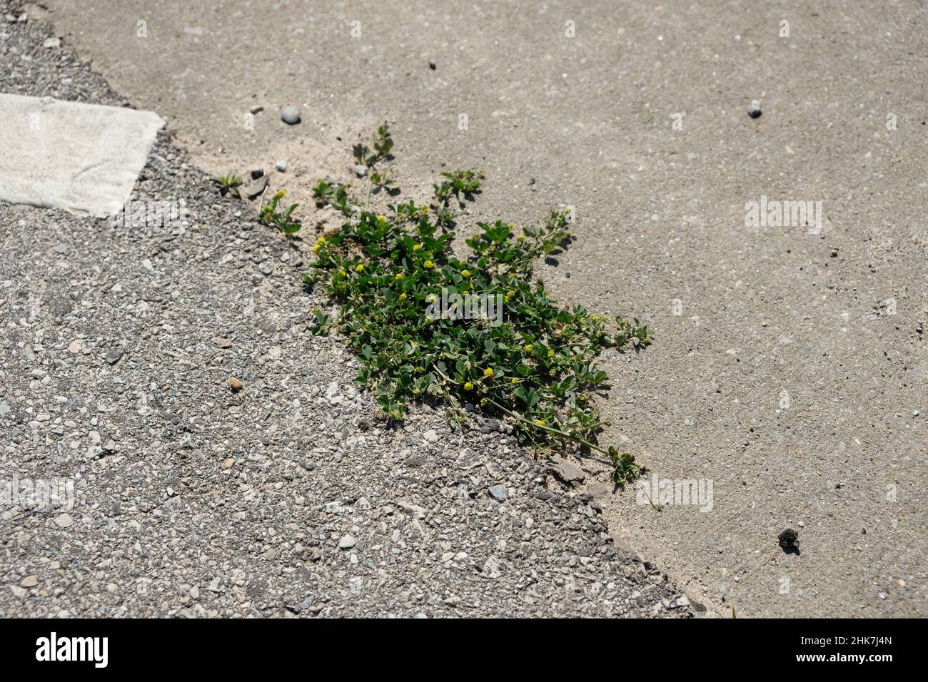 La durée de vie des plantes augmente à travers un petit espace entre l'asphalte et le béton. Banque D'Images