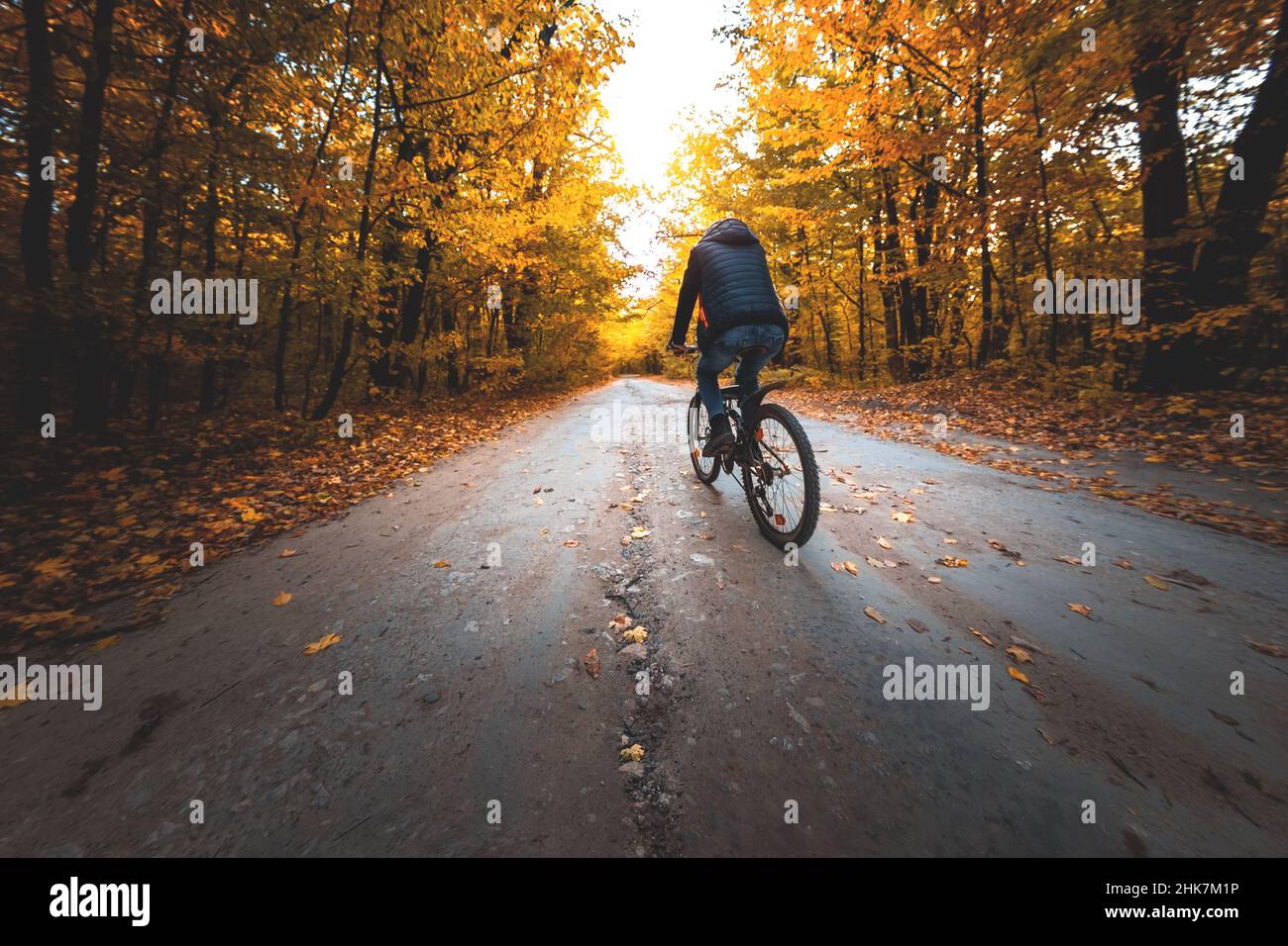 Un homme sur un vélo se déplace le long de la route dans la forêt d'automne dans la soirée au coucher du soleil Banque D'Images