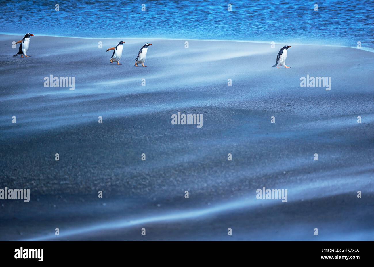 Gentoo Penguins (Pygocelis papouasie-papouasie) marchant dans une tempête de sable, Sea Lion Island, Falkland Islands, Amérique du Sud Banque D'Images