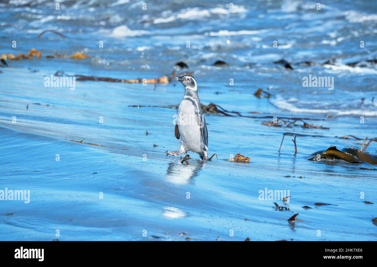 Manchot Magellanique (Spheniscus magellanicus) en marche, île Sea Lion, îles Falkland, Amérique du Sud Banque D'Images