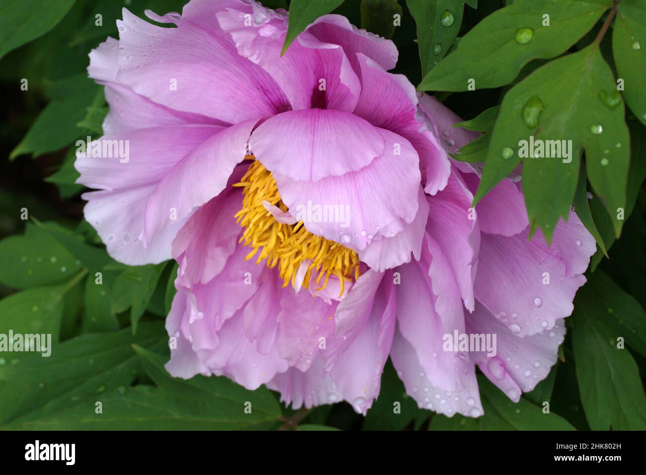 Pivoine arbustive Paeonia suffruticosa rose Banque D'Images