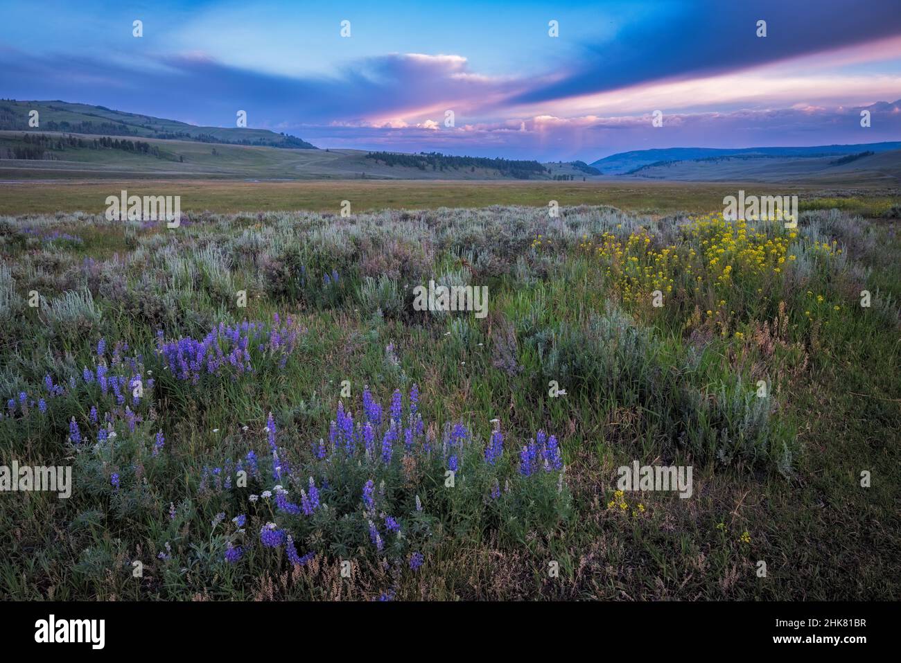 Fleurs sauvages dans la vallée de Lamar, parc national de Yellowstone, Wyoming. Banque D'Images