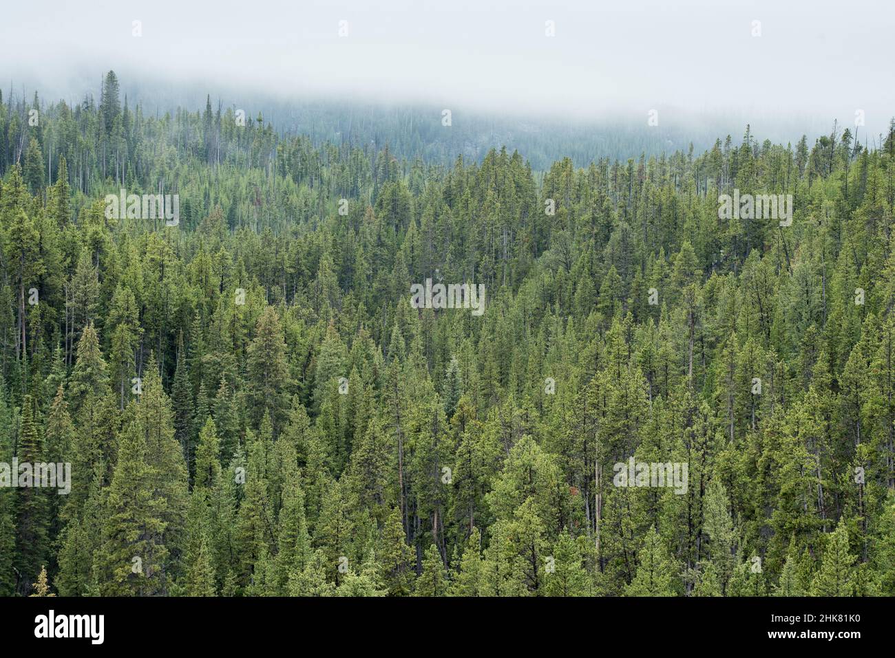 Forêt de pins de Lodgepole, Virginia Cascades Drive, parc national de Yellowstone, Wyoming. Banque D'Images