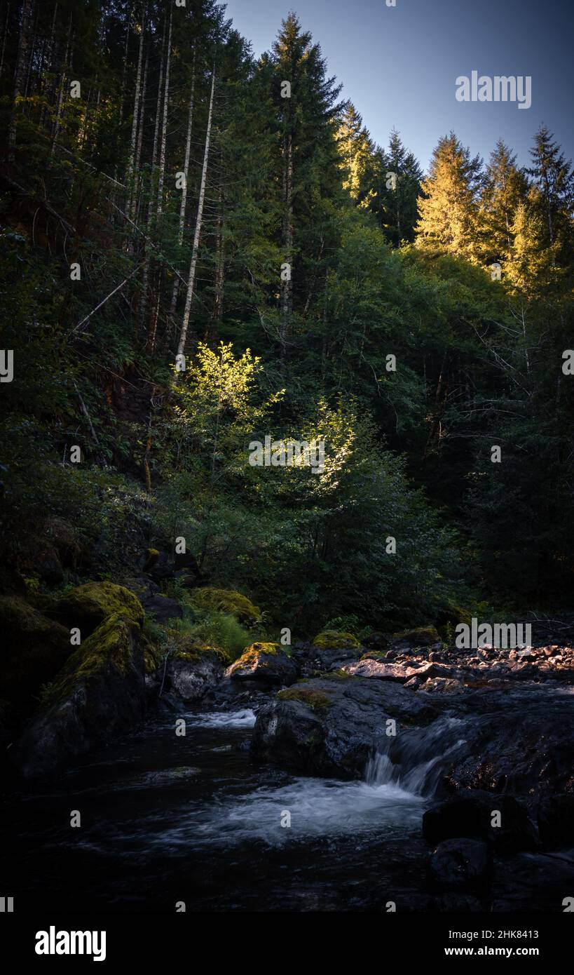 Magnifique forêt et rivière, vue sur la nature Forêt de Tillamook, Oregon. Arrière-plan de la forêt Banque D'Images