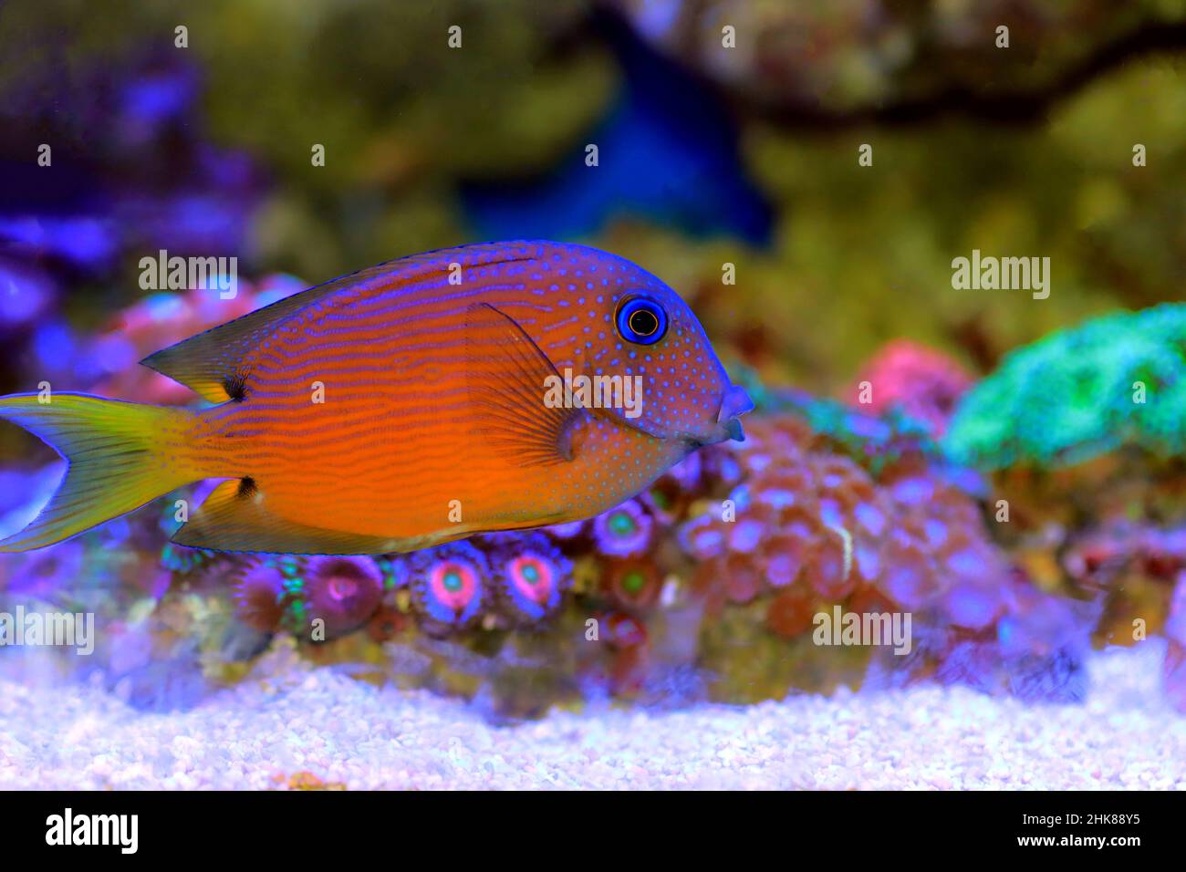 Poisson de Tang des yeux bleus, porte-dent de Twospot - Ctenochaetus binotatus Banque D'Images