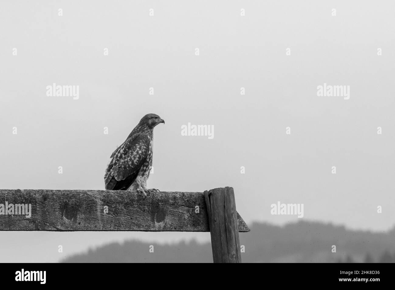 Buse à queue rouge perchée sur un panneau en bois dans le Wyoming, l'été en monochrome Banque D'Images