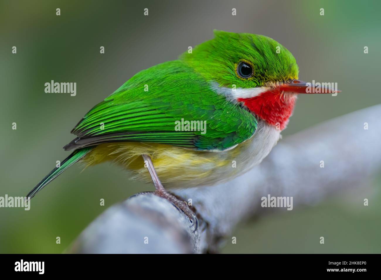 Puerto Rican Tody est un petit résident vert brillant d'habitats boisés Banque D'Images