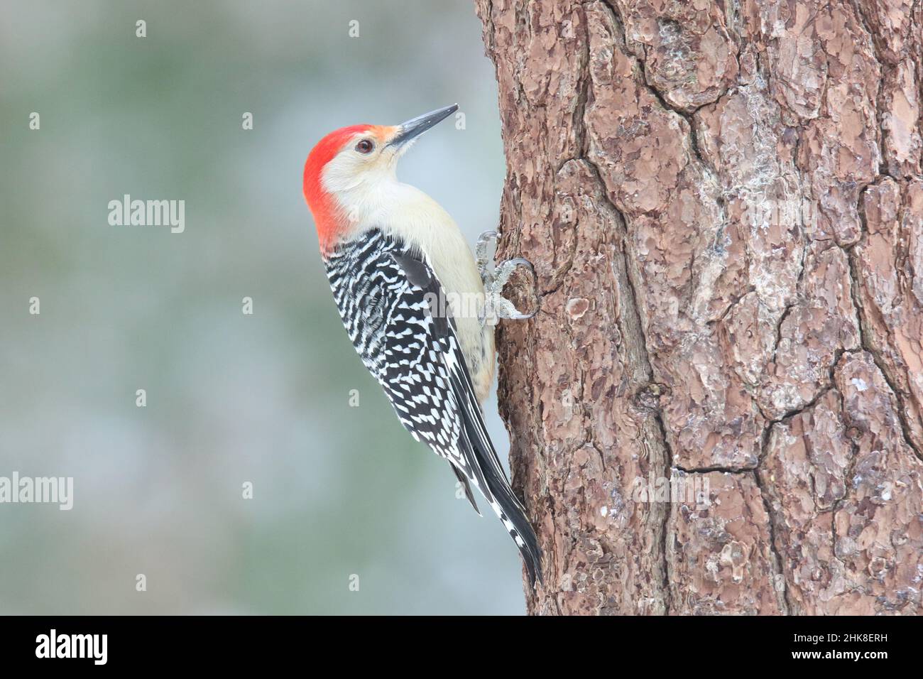 Pic à ventre rouge Melanerpes carolinus perçant sur un tronc d'arbre en hiver Banque D'Images