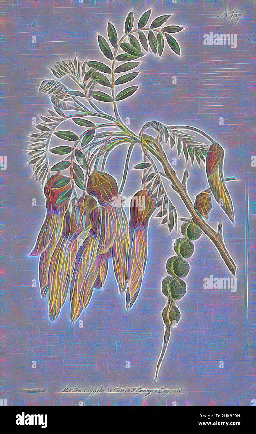 Inspiré par Sophora tetraptera, Sydenham Edwards, 1791, Angleterre, gravure, Repensé par Artotop. L'art classique réinventé avec une touche moderne. Conception de lumière chaleureuse et gaie, de luminosité et de rayonnement de lumière. La photographie s'inspire du surréalisme et du futurisme, embrassant l'énergie dynamique de la technologie moderne, du mouvement, de la vitesse et révolutionne la culture Banque D'Images