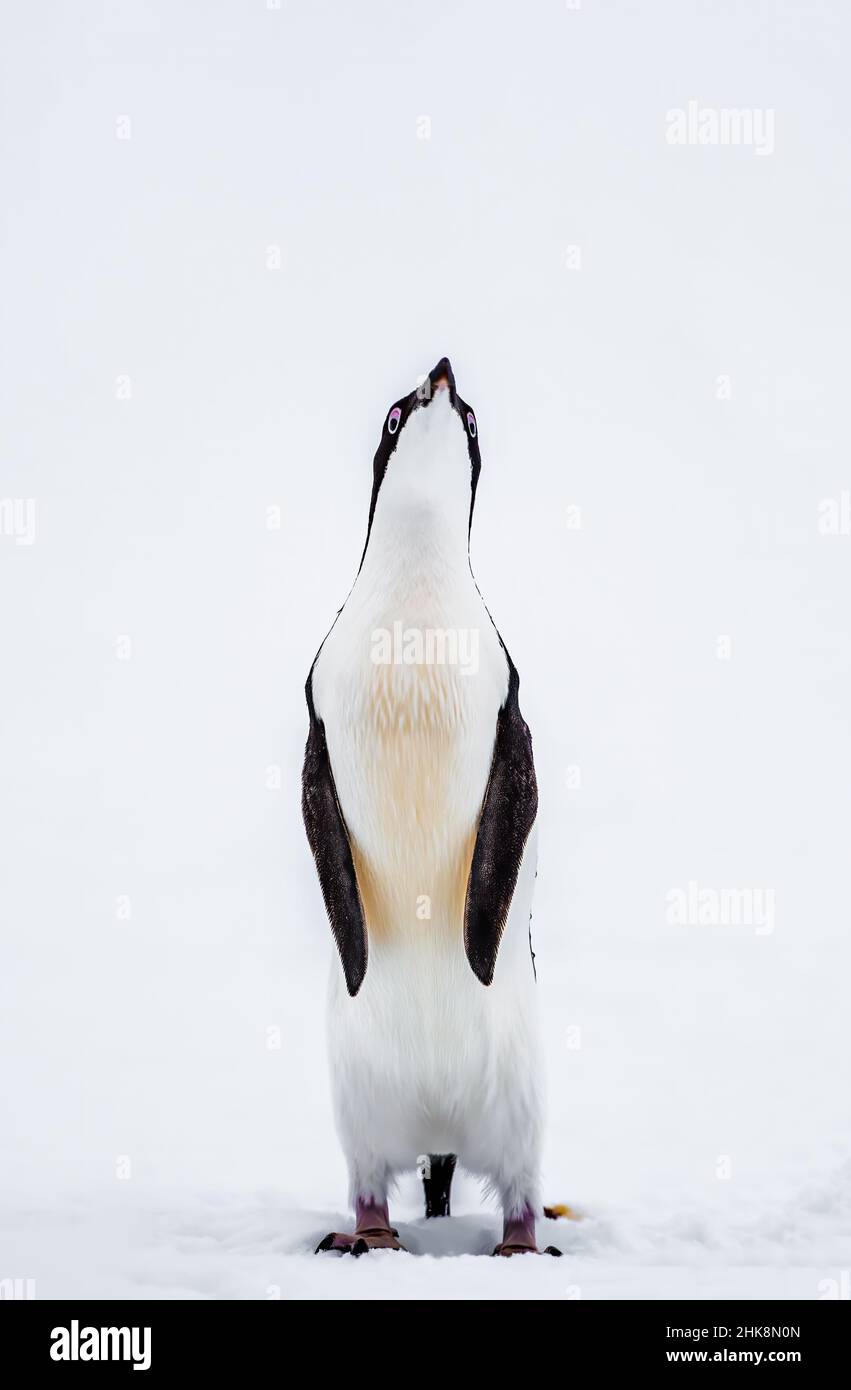 Gentoo Penguin originaire des îles sub-antarctiques où les températures froides permettent des conditions idéales de reproduction, de recherche de nourriture et de nidification. Banque D'Images