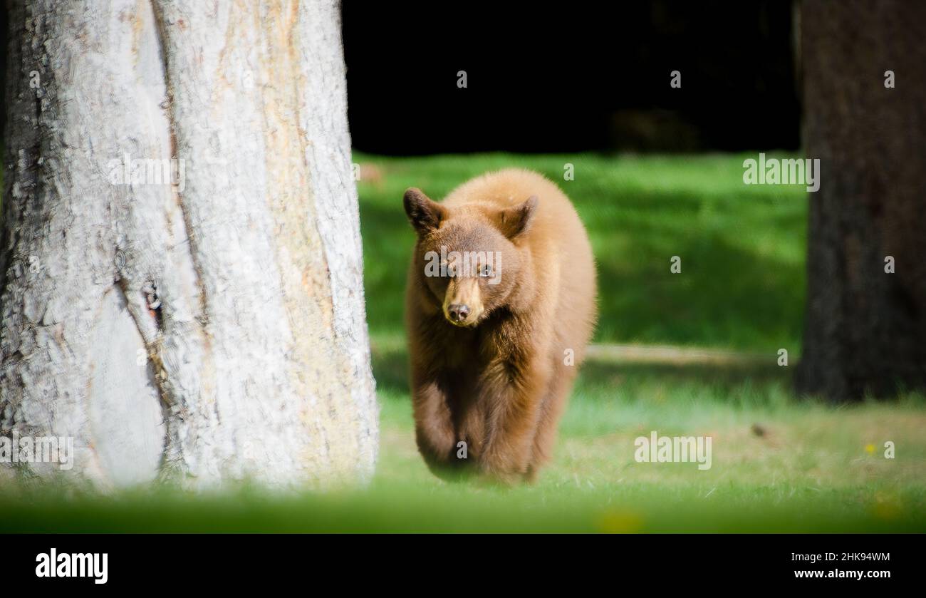 nounours noir