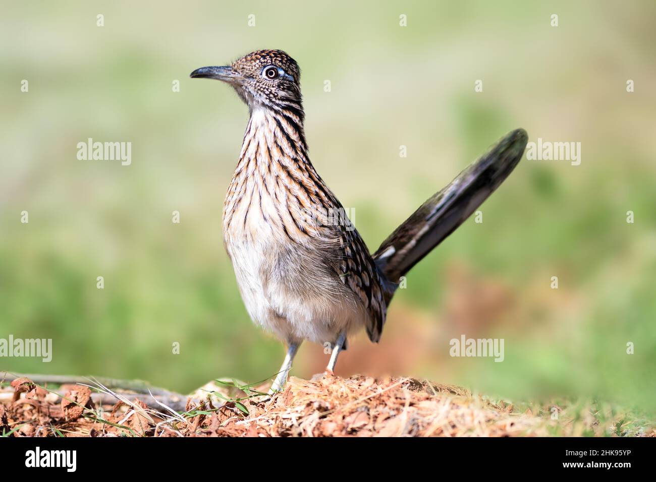 Road Runner Banque D'Images