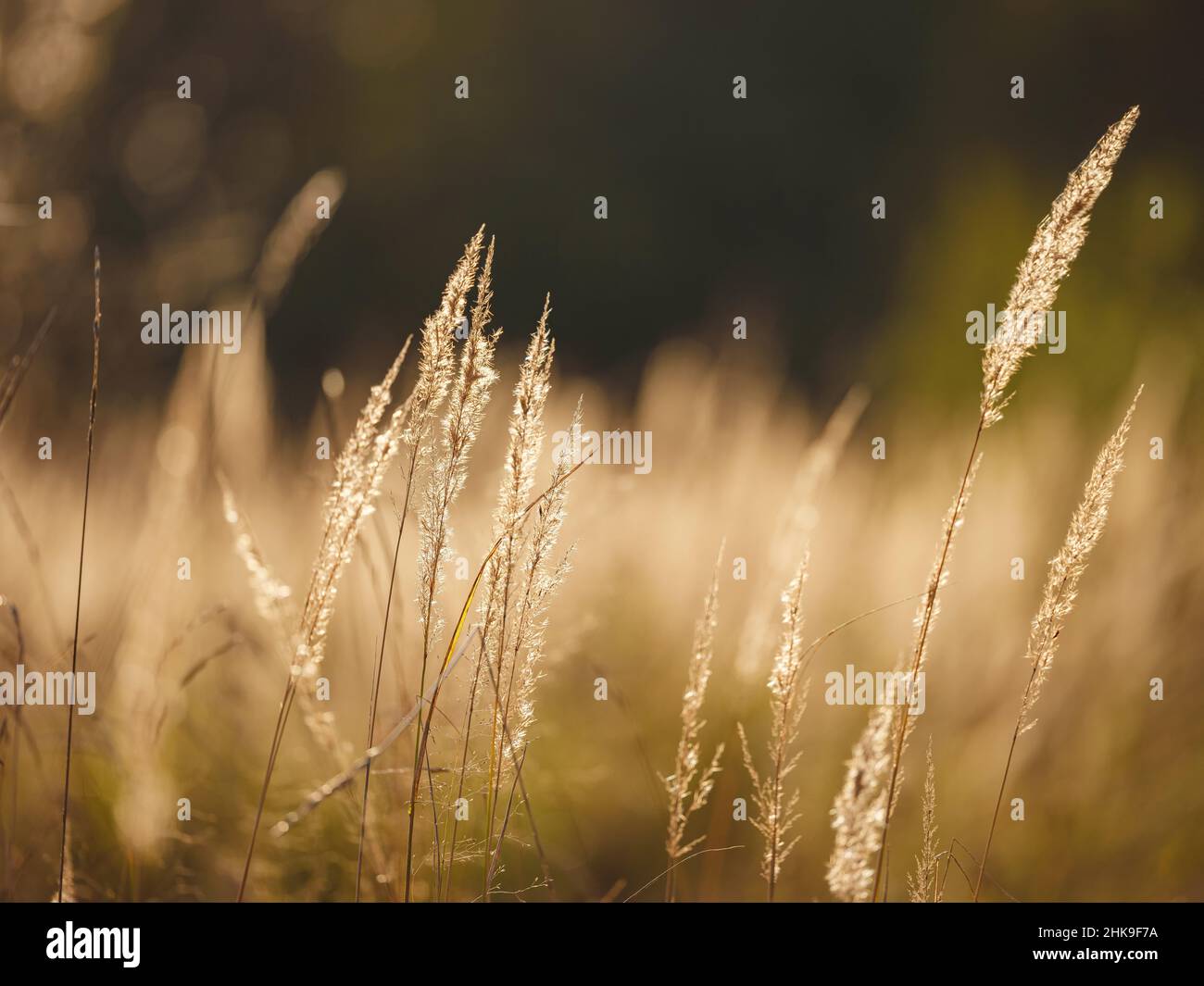 Gros plan sur la forêt d'été. Forêt traditionnelle du centre de la Russie, coucher de soleil d'été. Banque D'Images