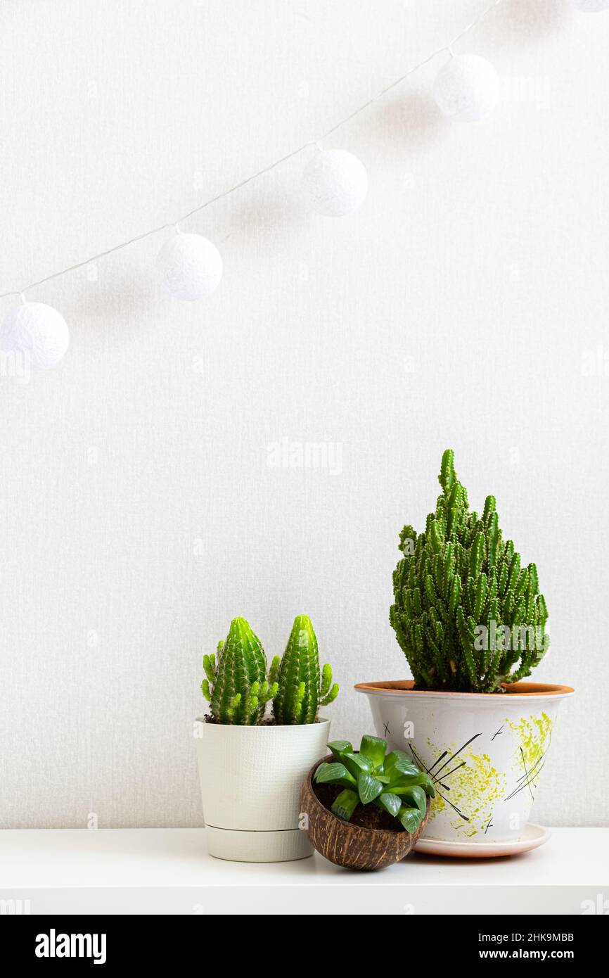 Affiche verticale avec trois plantes de maison sur une étagère sur fond blanc avec espace de copie.Succulents et cactus dans différents pots.Plantes à l'intérieur de Banque D'Images