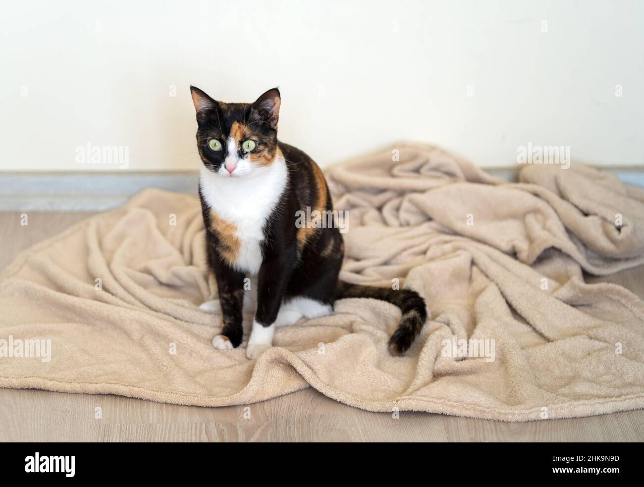 Photo en gros plan d'un chat domestique gâté sur une couverture désordonnée. Banque D'Images