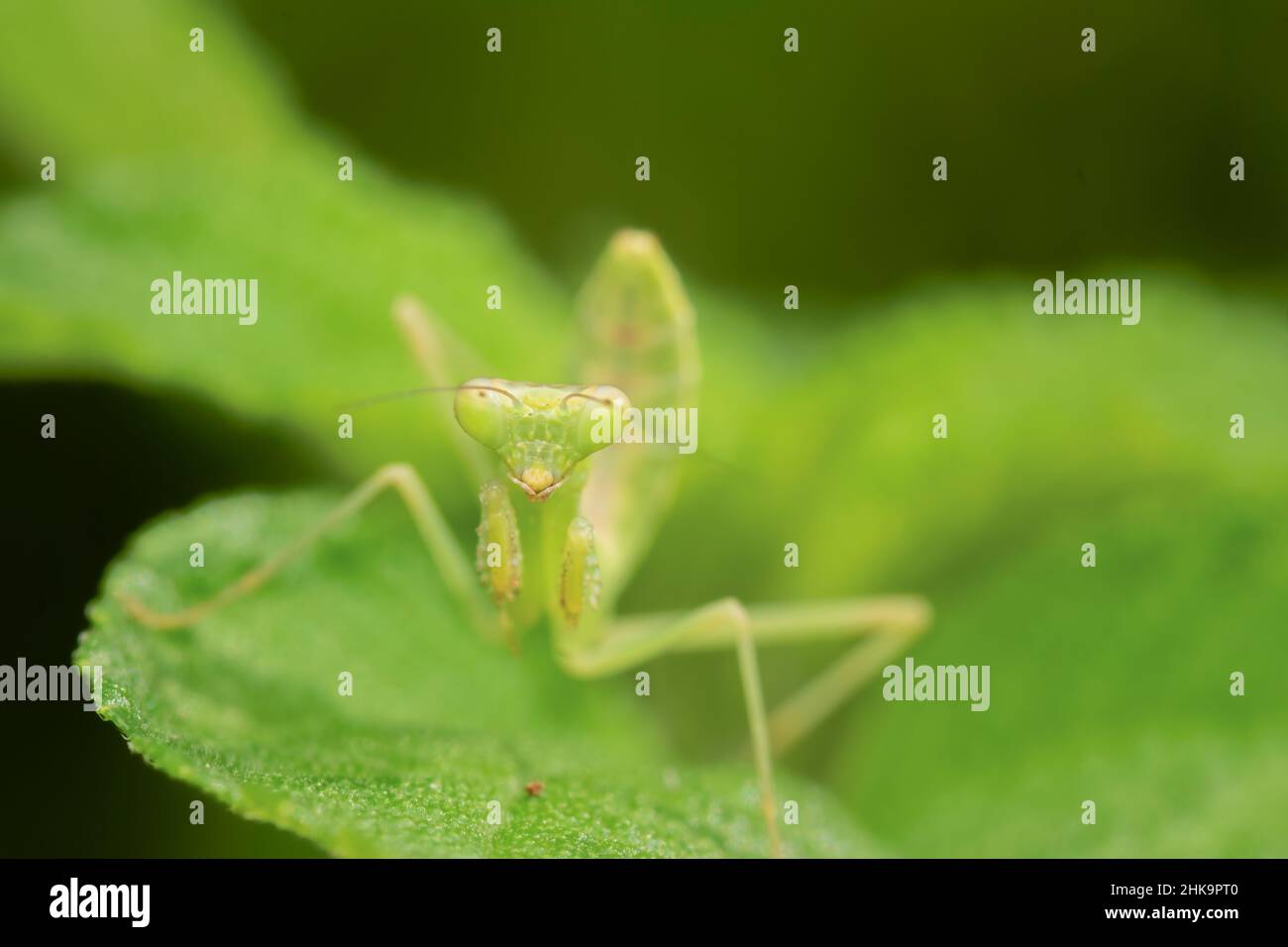 Mantis de prière sur la feuille face avant. Banque D'Images