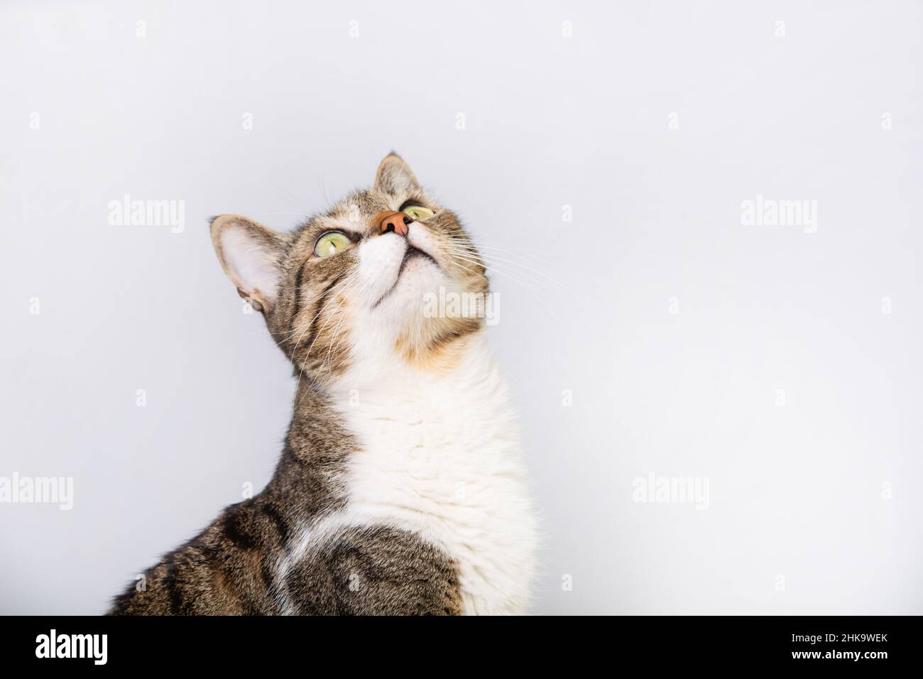 Chat assis et regardant isolé sur fond blanc. Banque D'Images