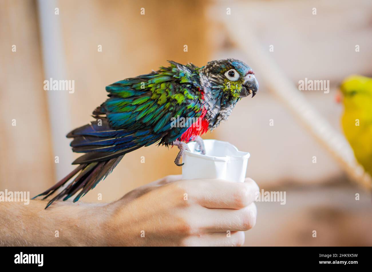 Les cramoisi ont menti et consomment le grain d'une tasse en papier.Petit perroquet coloré Banque D'Images