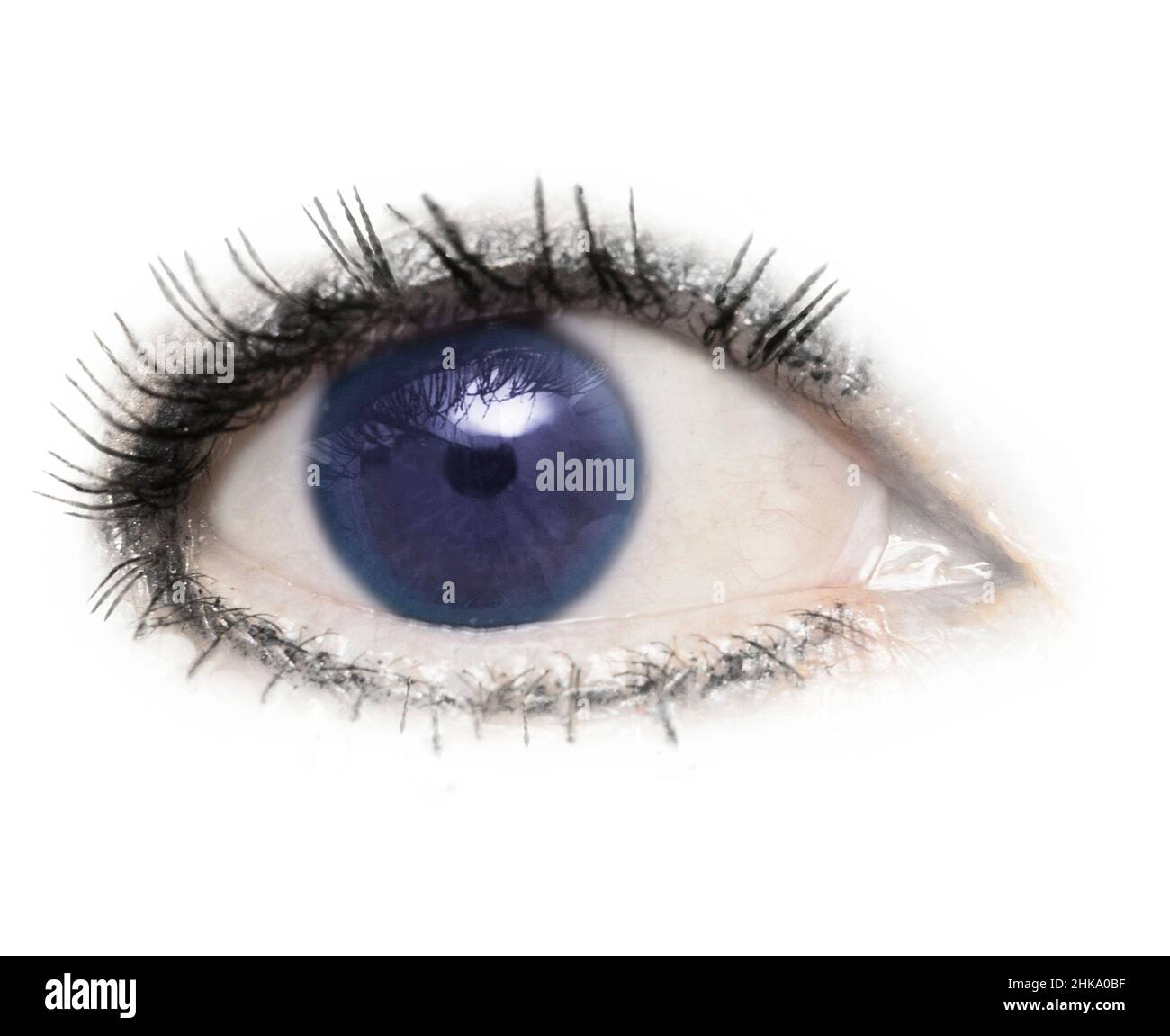 Un œil, un globe oculaire, des yeux bleus, bleus, isolés avec des cils sur un fond blanc.Paupière,pupille,sclère,iris. Banque D'Images