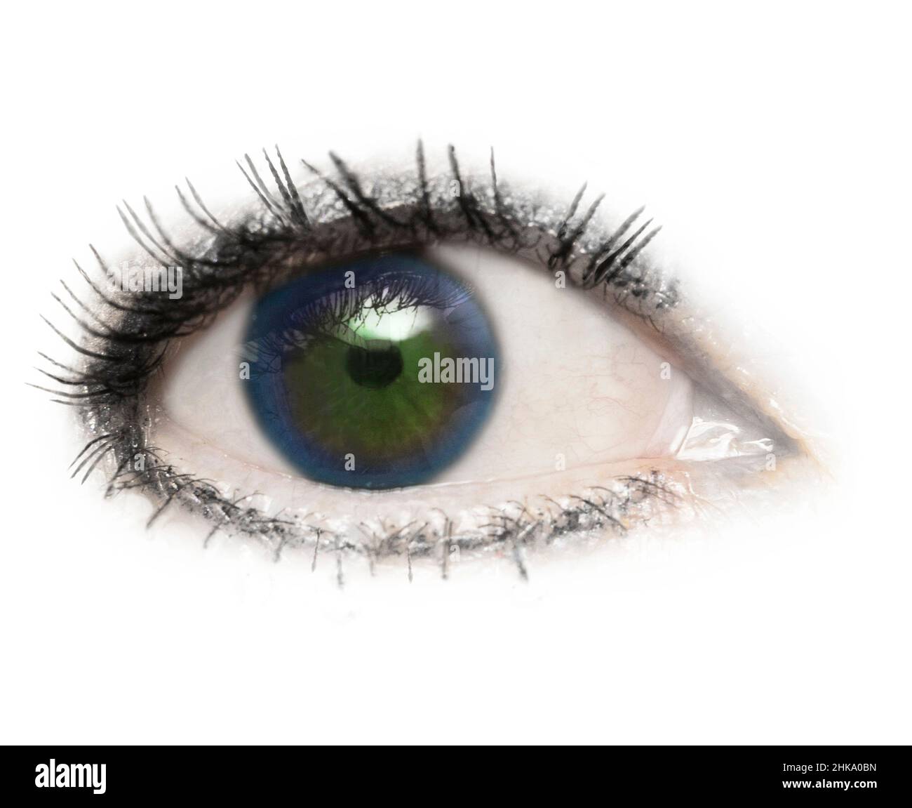 Un oeil, un globe oculaire, deux couleurs bleu et vert, isolé avec des cils sur un fond blanc.Hétérochromie partielle.Paupière,pupille,sclère,iris. Banque D'Images