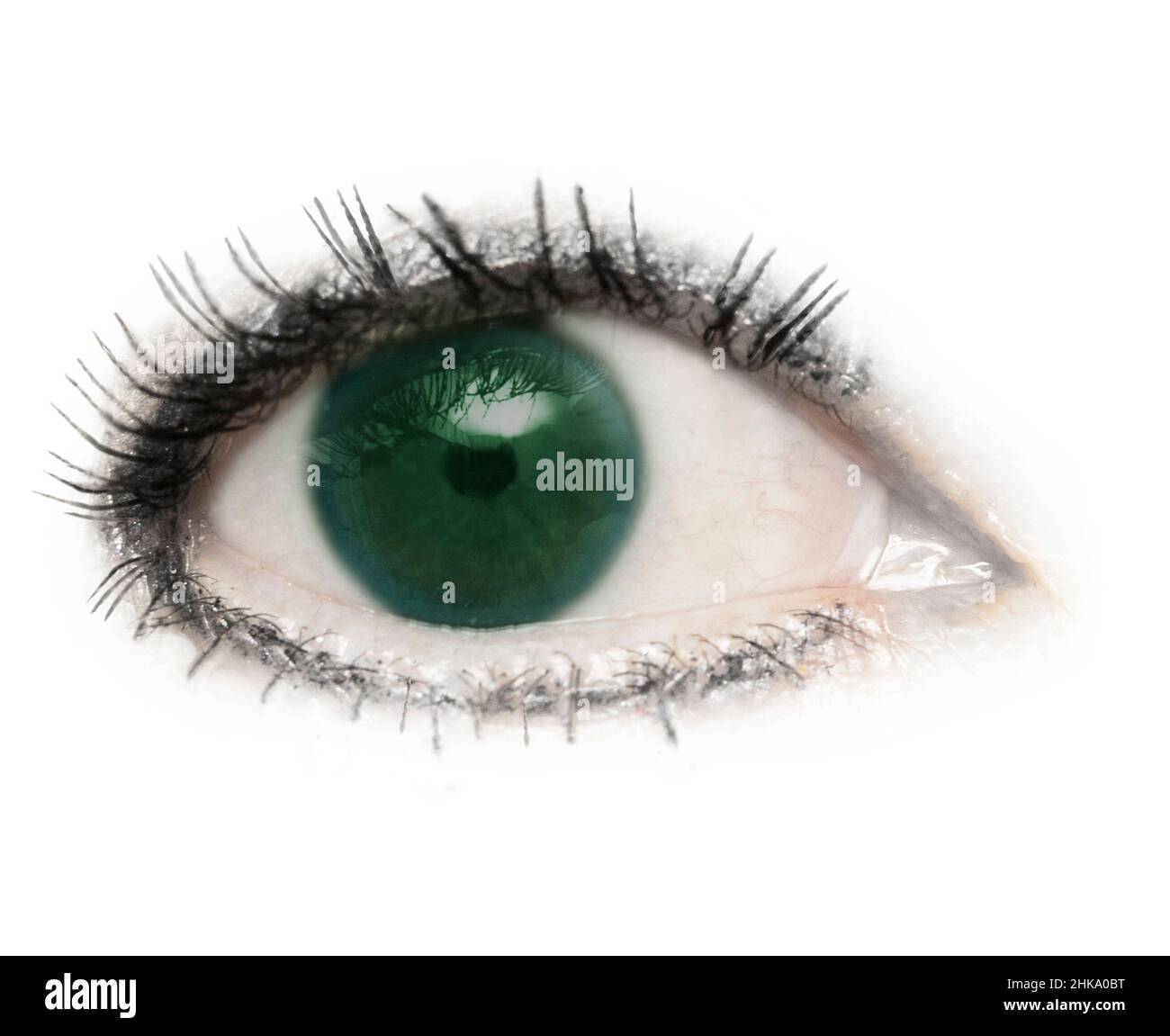 Un oeil, un globe oculaire, des yeux verts, verts, isolés avec des cils sur un fond blanc.Paupière,pupille,sclère,iris. Banque D'Images
