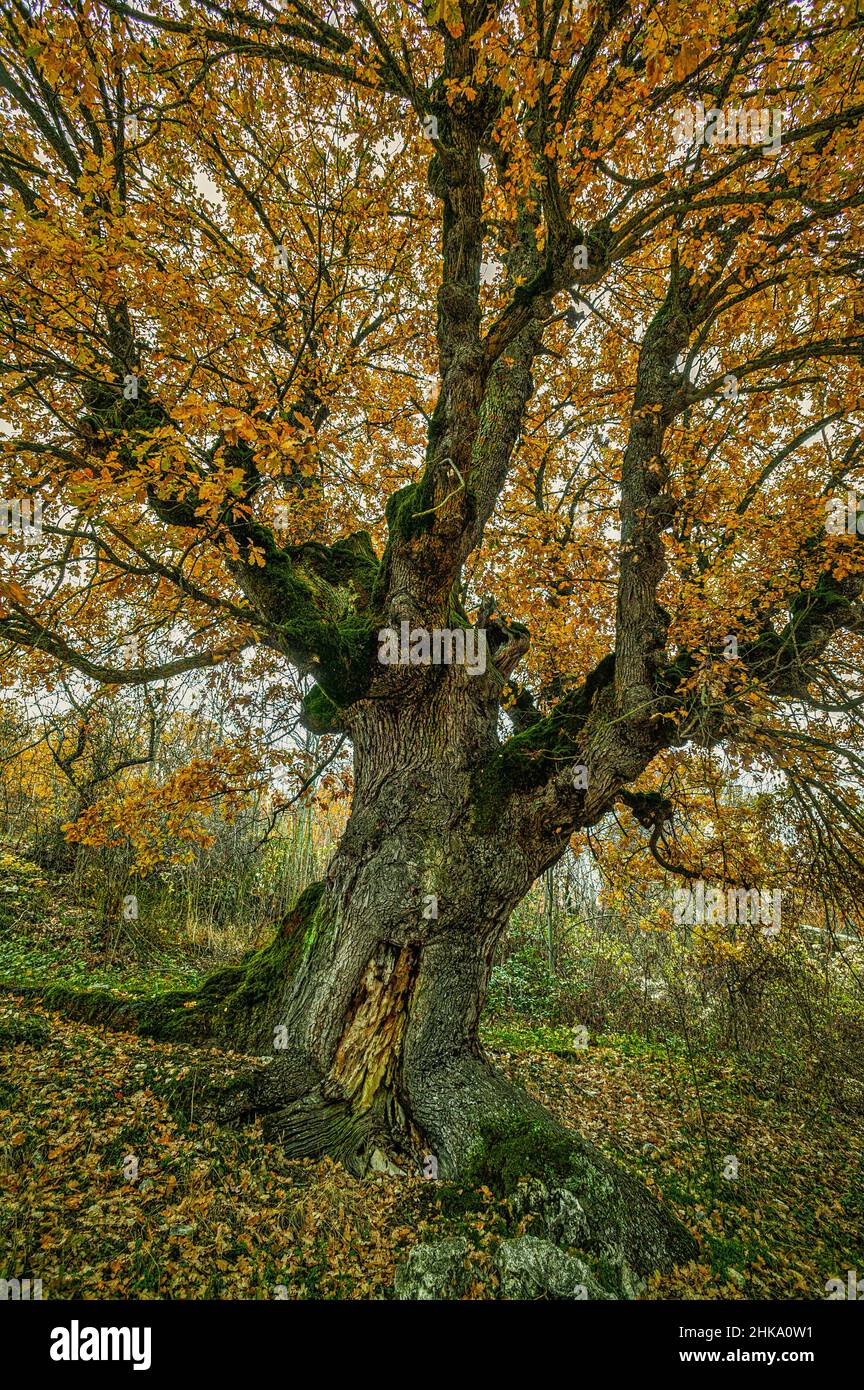 Chêne Cerro, Quercus cerris, aux couleurs automnales.Arbre à feuilles caduques appartenant à la famille des Fagaceae.Parc national des Abruzzes Latium et Molise, Abruzzes Banque D'Images