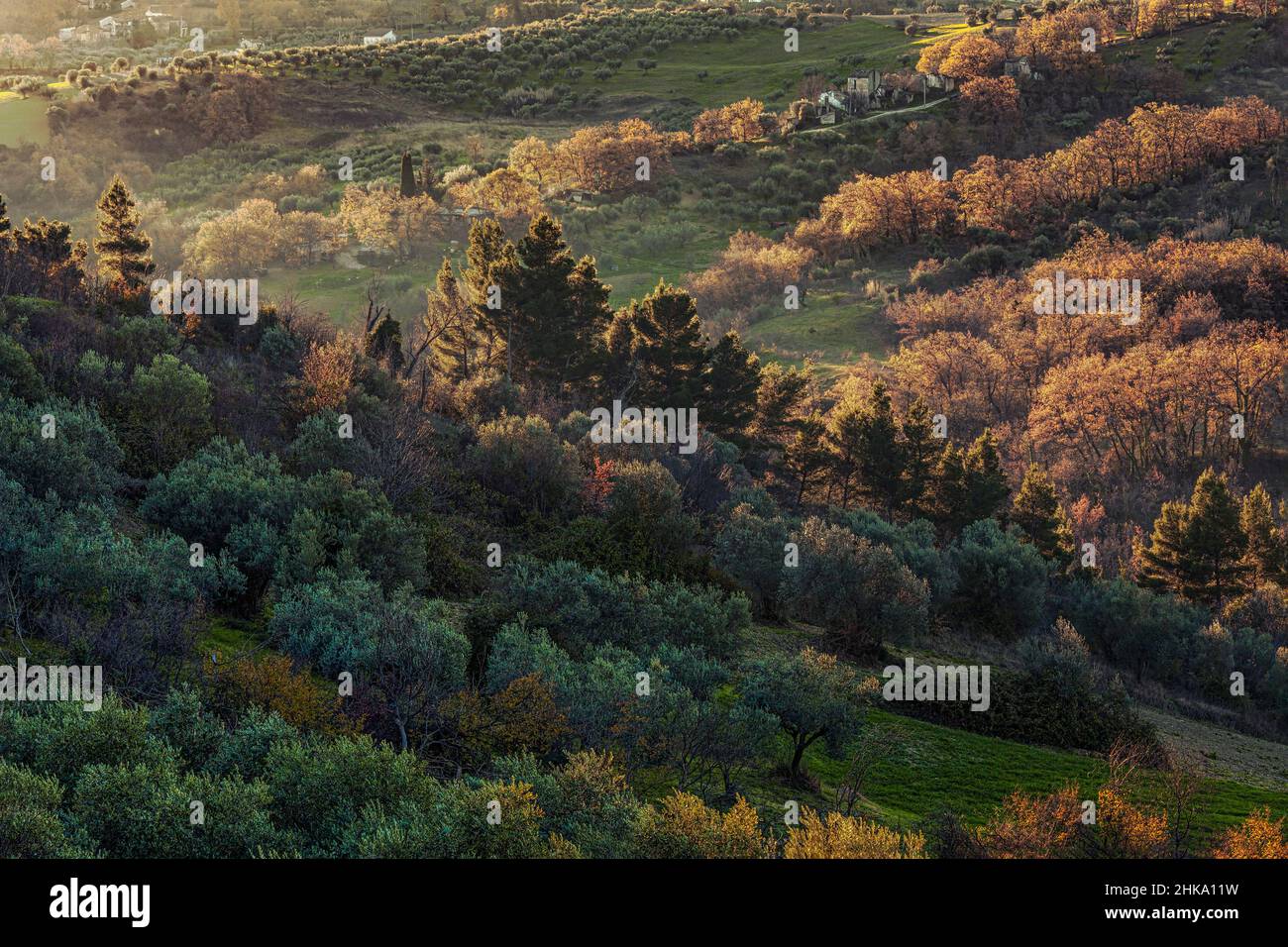 Paysage vallonné avec bois et oliveraies illuminés par la lumière d'hiver du matin.Alanno, province de Pescara, Abruzzes, Italie, Europe Banque D'Images