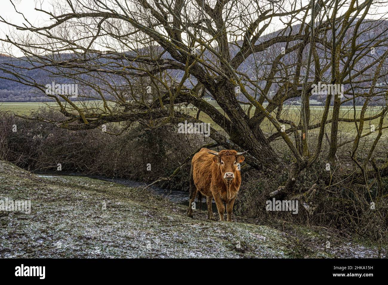 La vache se désalte le matin le long du ruisseau Zittola dans la zone humide de Pantano Zittola. Montenero Val Cocchiara, Isernia, Molise Banque D'Images