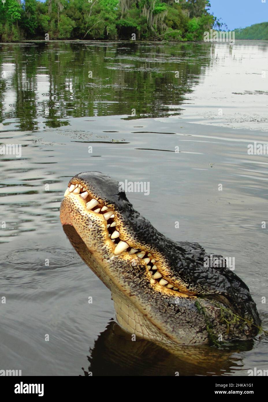 Alligator de Louisiane s'élevant de l'eau Banque D'Images