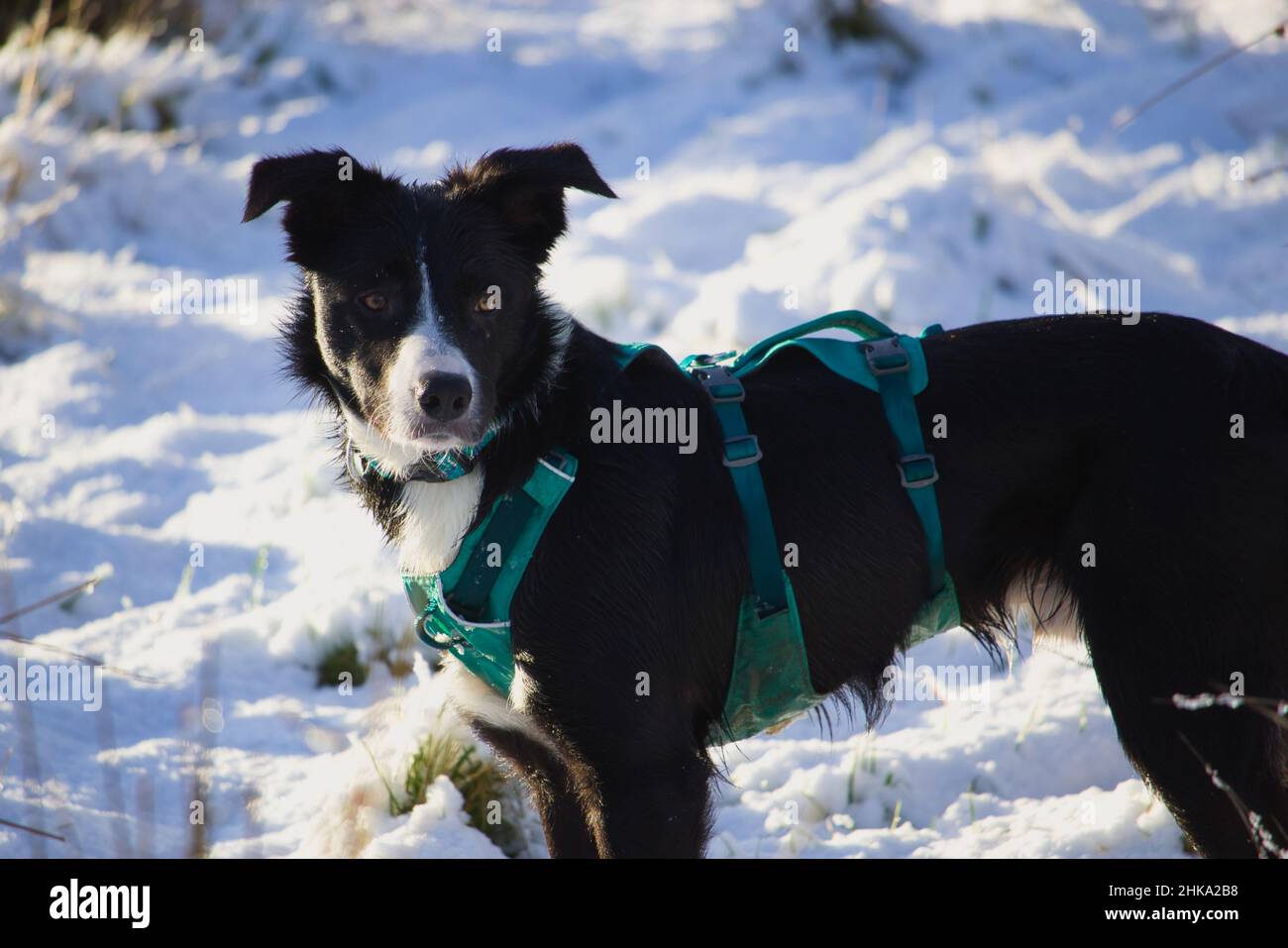 Belle frontière collie dans la neige Banque D'Images