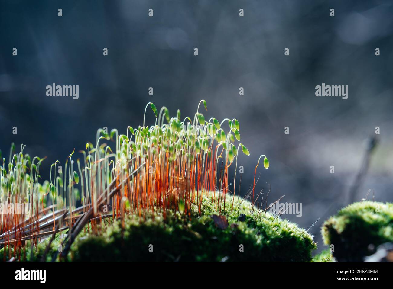 Mousse avec capsules de spores vertes sur tiges rouges dans la forêt printanière Banque D'Images