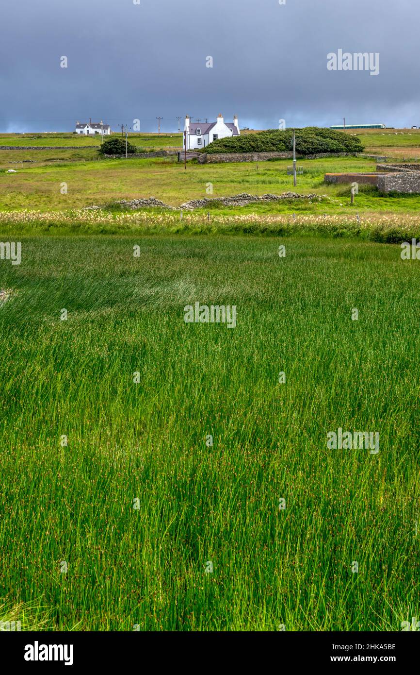 Roseaux dans l'eau de Papil sur Fetlar dans les îles Shetland. Banque D'Images
