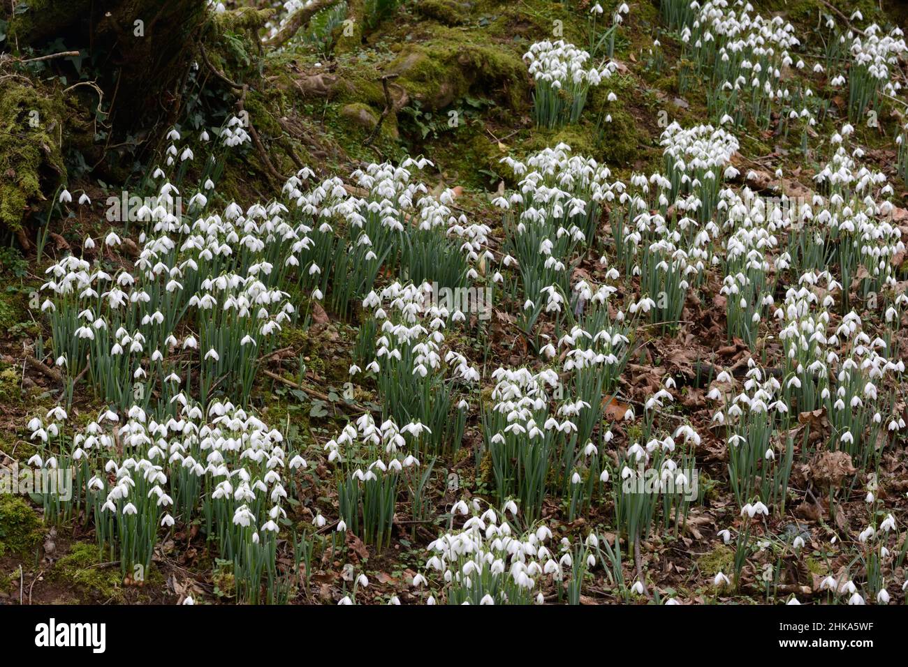 Gouttes de neige indigènes Galanthus nivalis petites fleurs blanches de printemps tôt sur un plancher de bois Banque D'Images