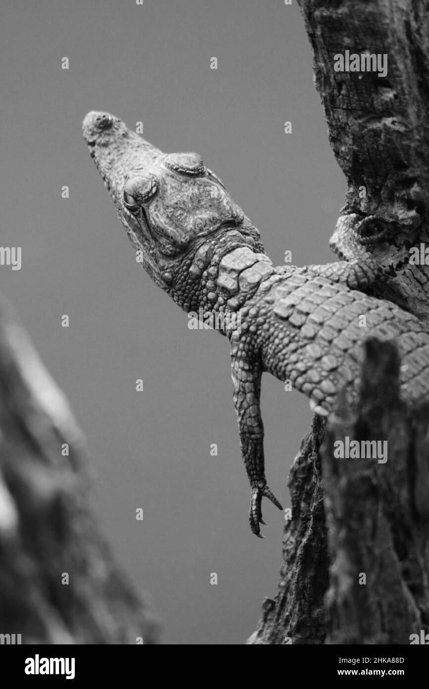 Bébé crocodile noir et blanc, Parc national de Pilanesberg Banque D'Images