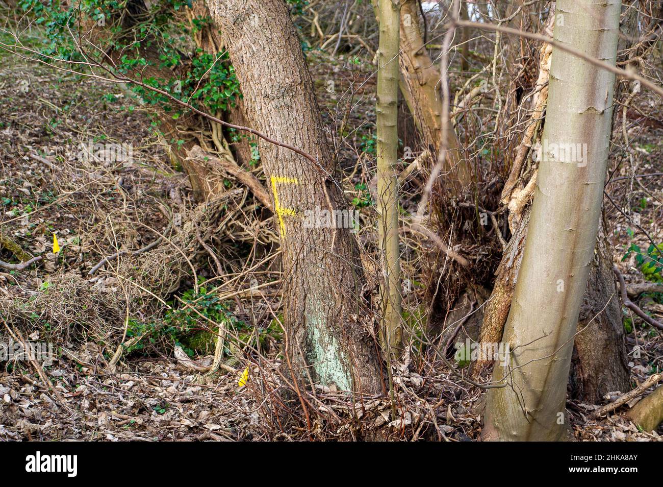 Harefield, Uxbridge, Royaume-Uni.2nd février 2022.Plus d'arbres marqués pour l'abattage par HS2.Le projet de chemin de fer à grande vitesse 2 a une incidence sur les terres boisées et les habitats fauniques.Crédit : Maureen McLean/Alay Banque D'Images