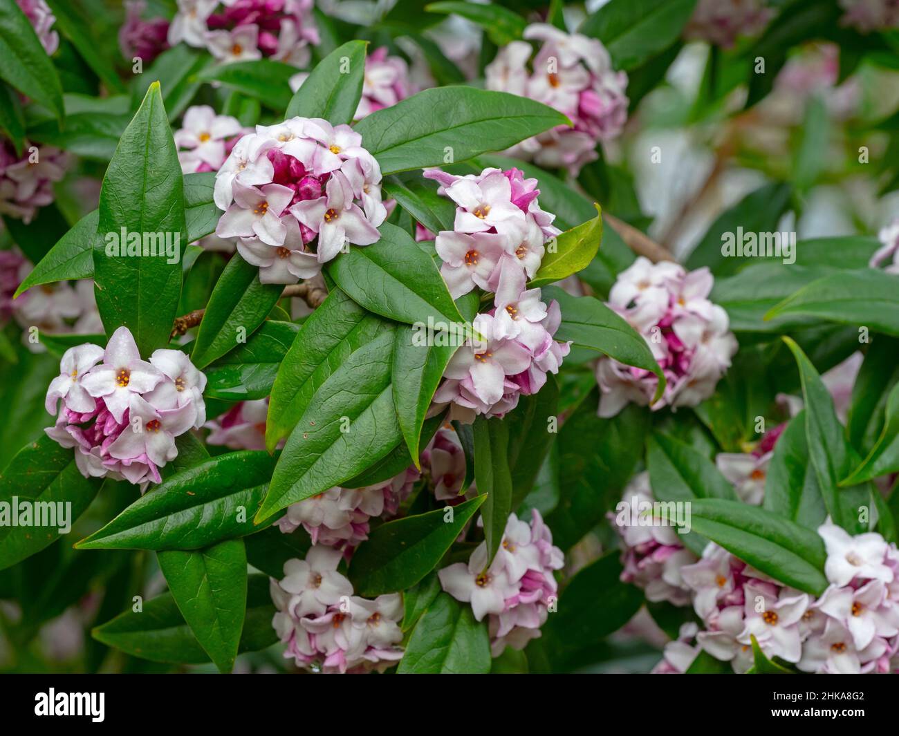 Daphne bolua 'Jacqueline Postill' février Norfolk Banque D'Images