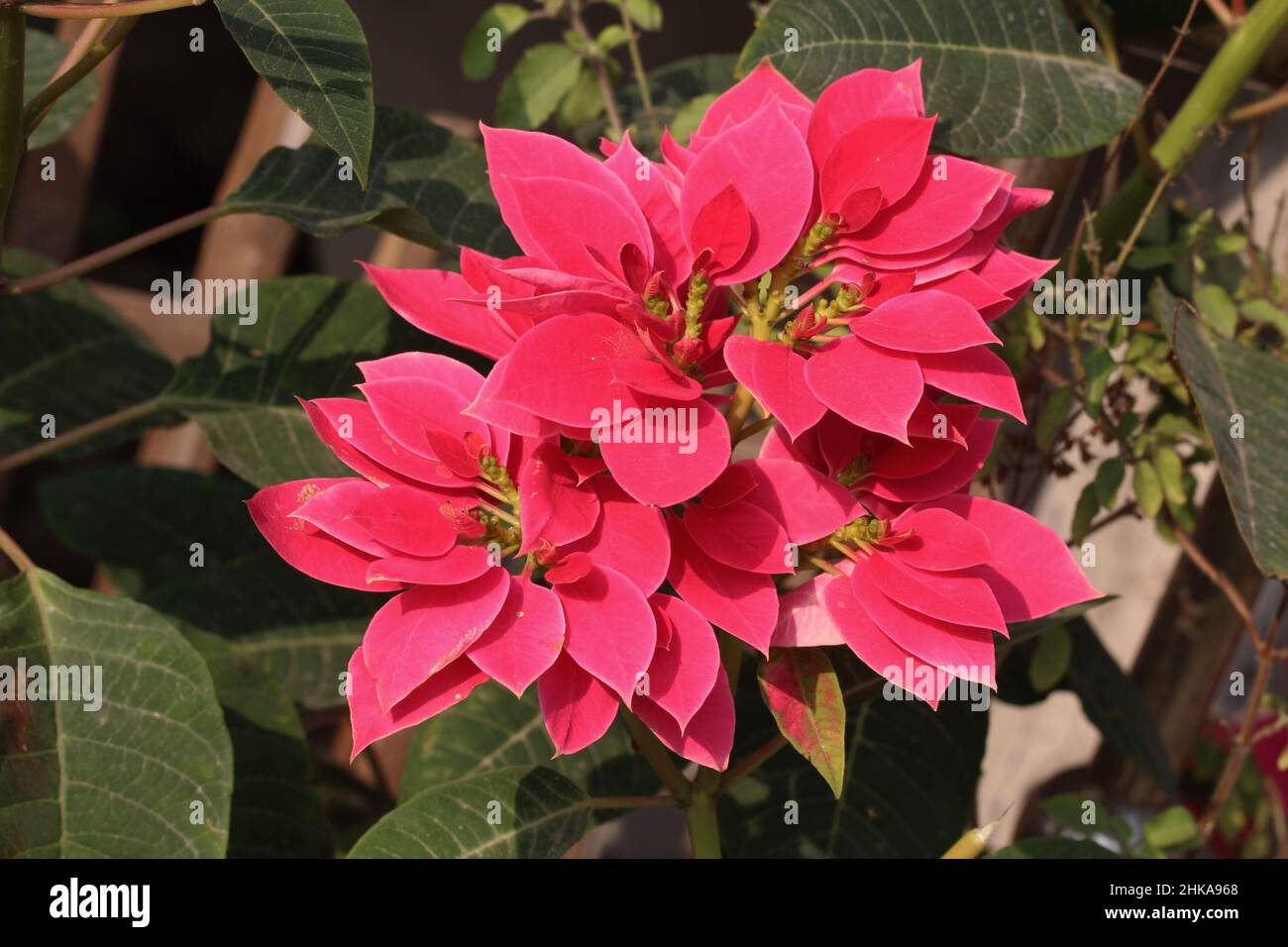 Belles fleurs de poinsettia rouge fleuries avec fond de feuille verte. Fleurs d'hiver du Bangladesh dans le jardin. Banque D'Images