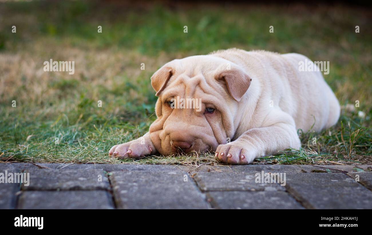 Shar pei chiot chien allongé dans l'herbe.Chien mignon Banque D'Images