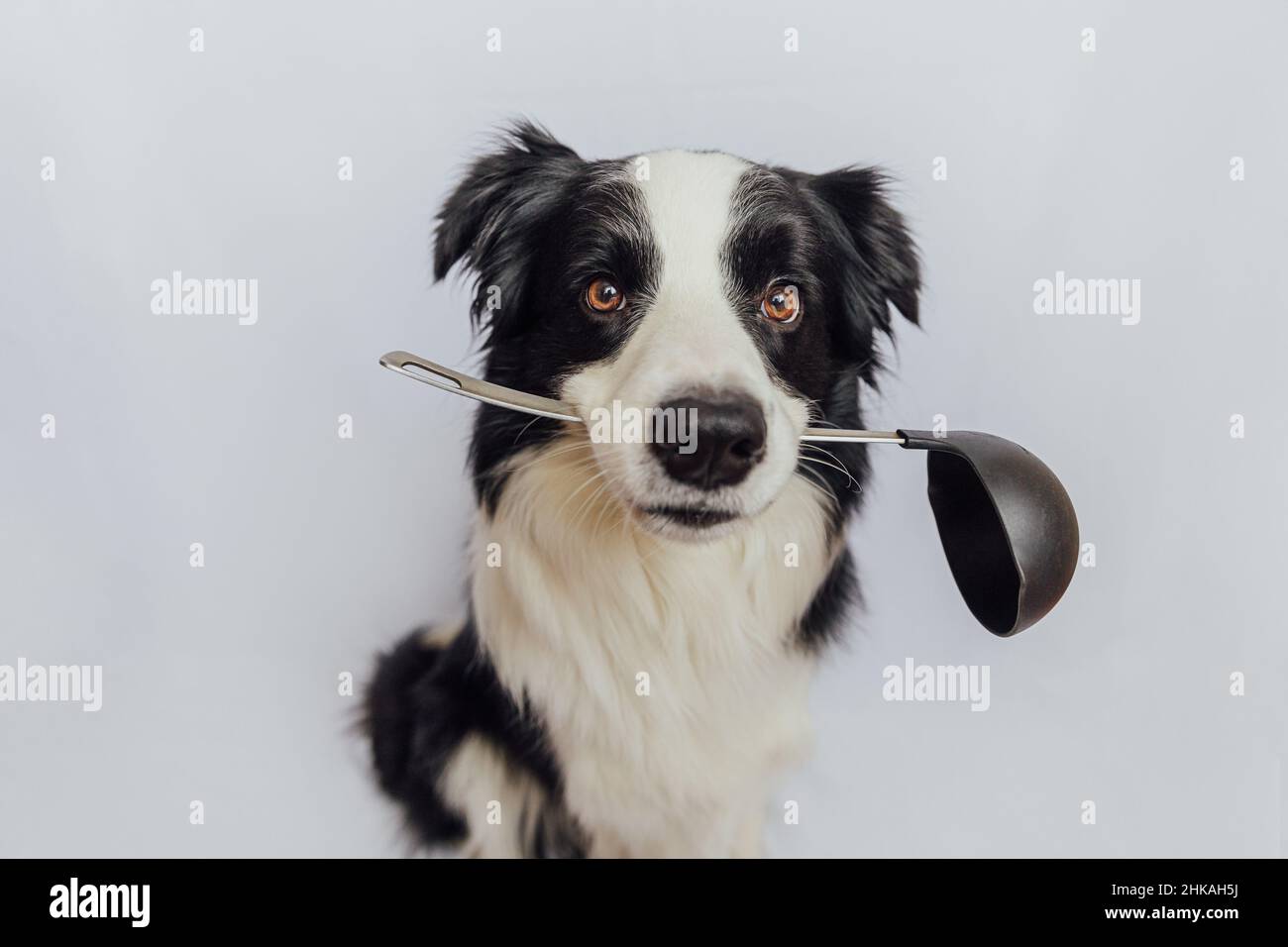 Drôle mignon chien chiot bordure collie tenant cuisine cuillère louche dans la bouche isolé sur fond blanc. Dîner de cuisine avec chien de chef. Cuisine maison, concept de menu de restaurant. Processus de cuisson Banque D'Images