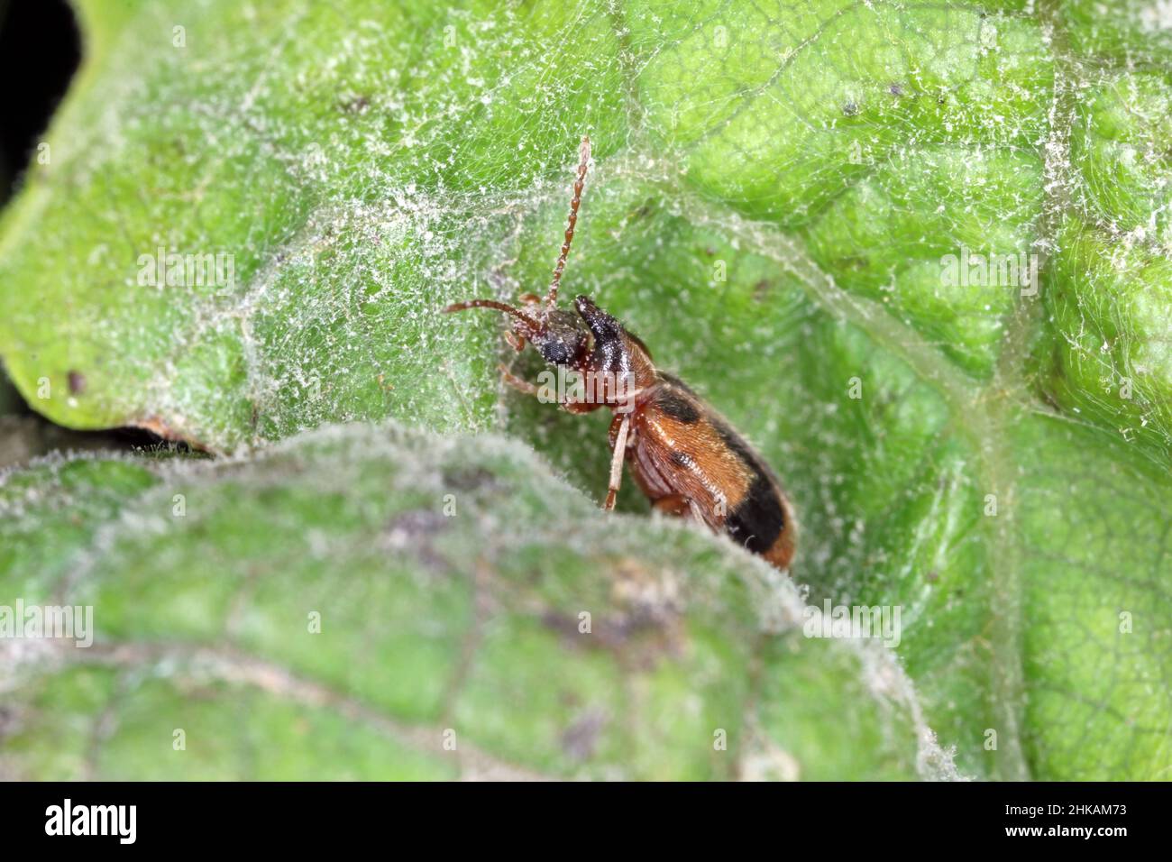 Un minuscule coléoptère Notoxus monoceros (nom scientifique) mangeant du mycélium de mildiou poudreux sur la feuille de vigne. Agrandissement élevé Banque D'Images