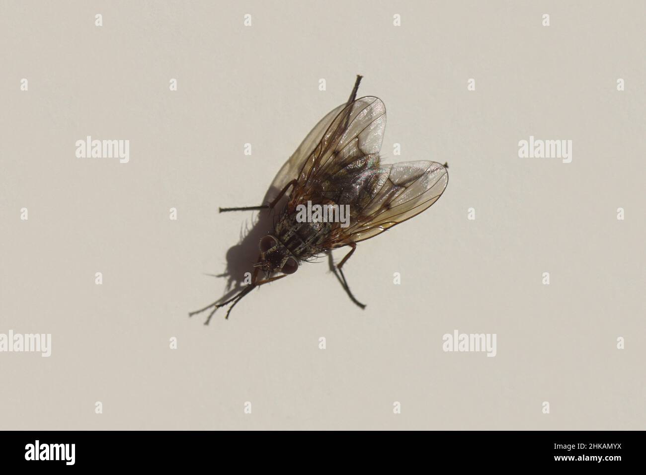 Les mouches domestiques Banque de photographies et d’images à haute — free download