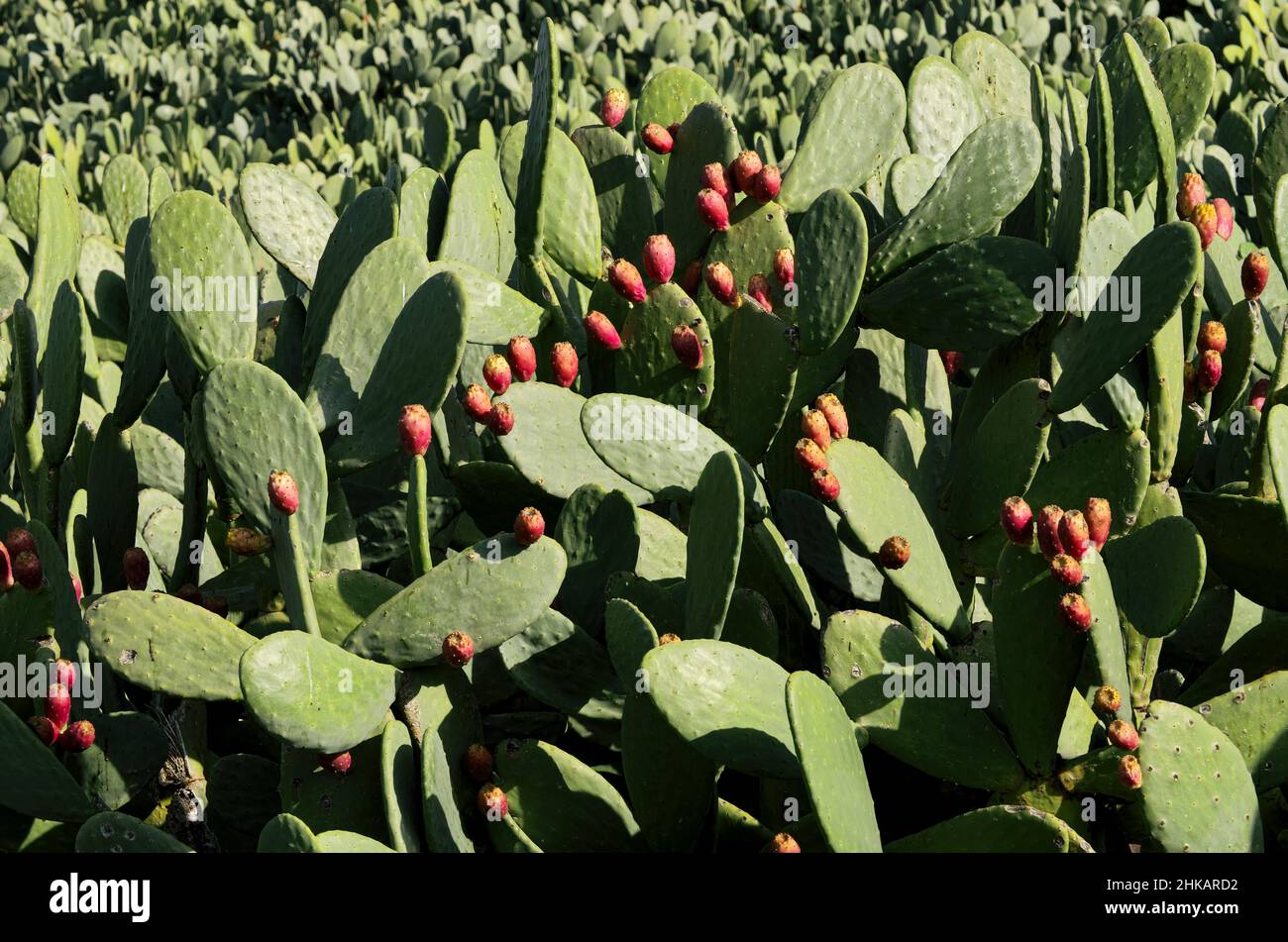 Plante typique de la famille des cactus en Sicile poire-pickly avec mûre de fruits rouges Banque D'Images