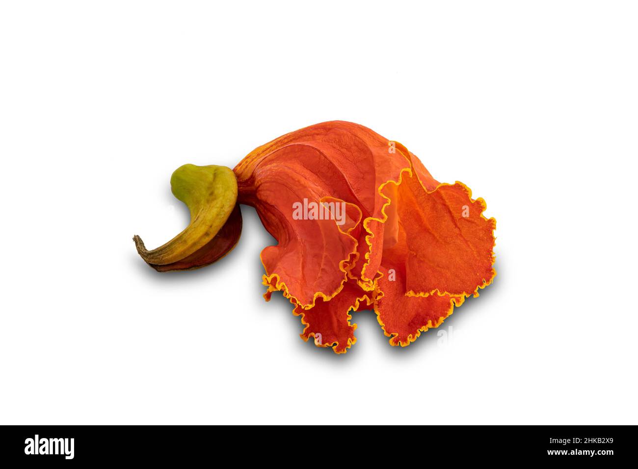 Fleur de tulipe africaine isolée sur fond blanc avec chemin de coupure.Une belle fleur tropicale en forme de cloche sur blanc. Banque D'Images