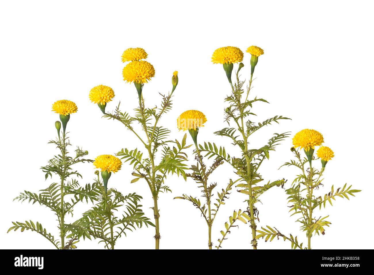 marigolds dans le jardin, fleurs de couleur jaune vif isolées sur fond blanc Banque D'Images