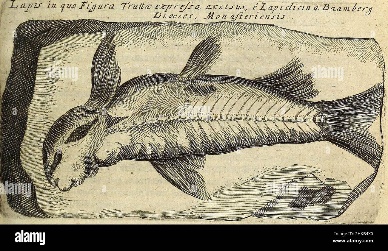 'Miscellanea Curiosa Medico-Physica Academiae Naturae Curiosorum' (1676) Banque D'Images