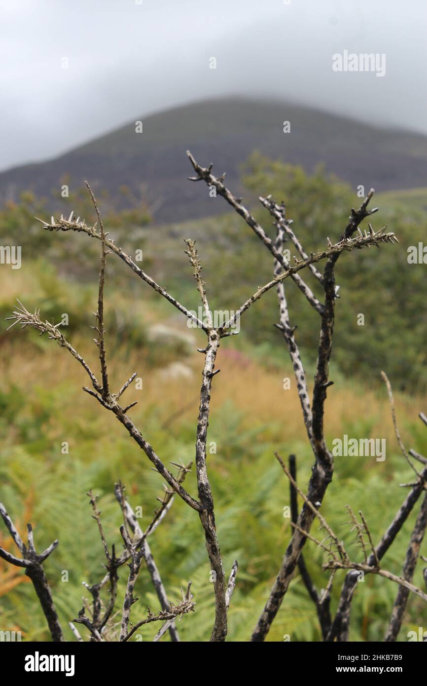 Plante épineuse à Nantcol Banque D'Images
