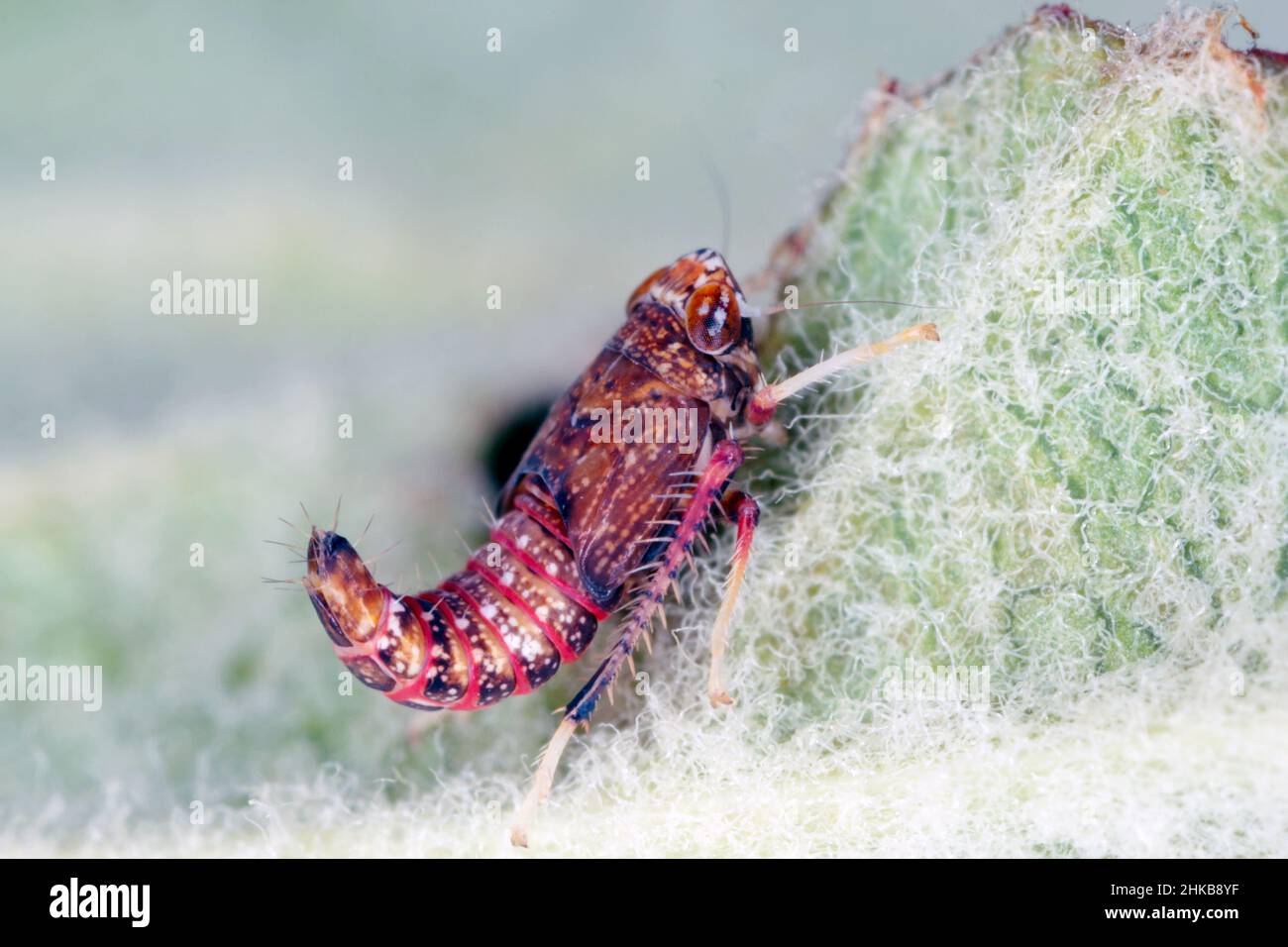 Cicadelle japonaise, cicadelle mosaïque - Orientus ishidae. Larve - une nymphe assise sur une feuille. Banque D'Images