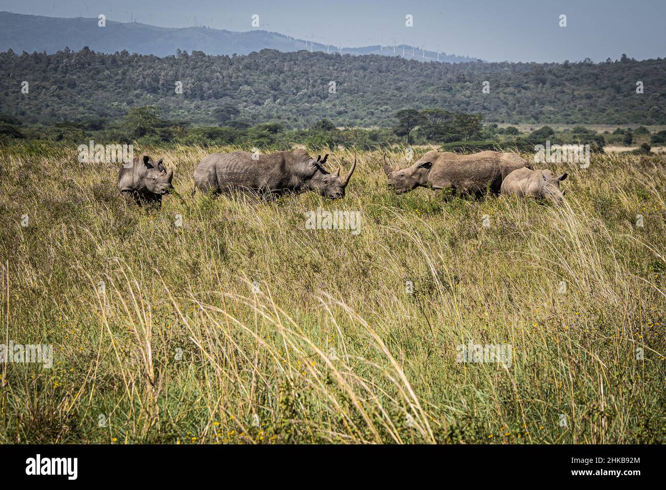 Vue d'un troupeau de rhinocéros blancs protégeant le veau et le pâturage dans les prairies de savane du parc national de Nairobi près de Nairobi, Kenya Banque D'Images