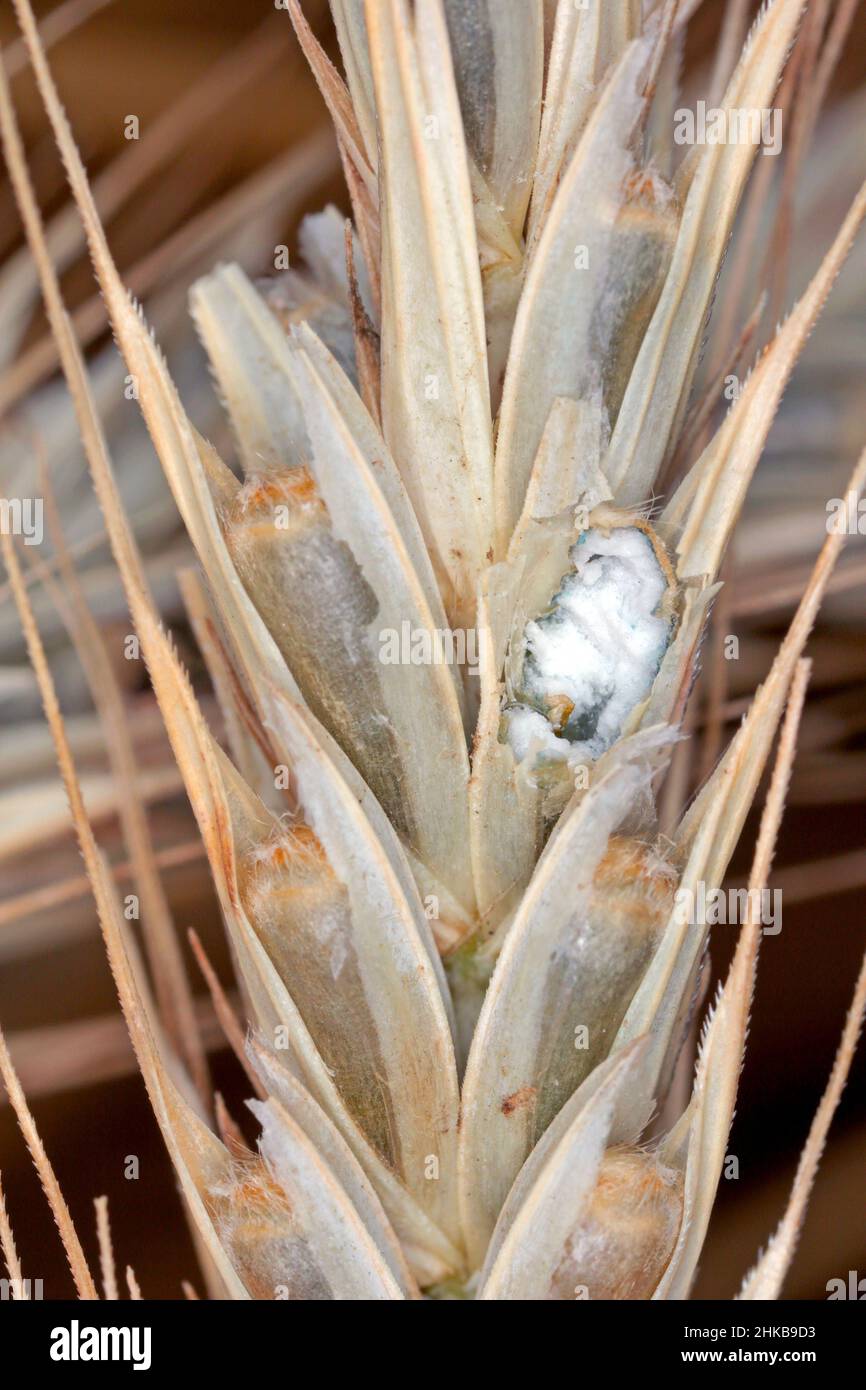 Grains de seigle consommés hors de la bûche par les ravageurs. Banque D'Images